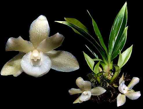 Chaubardia pacuarensis